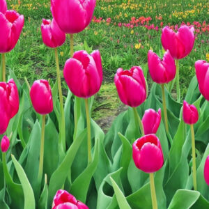 De bedste tips til at pleje dit tulipantræ og få det til at blomstre