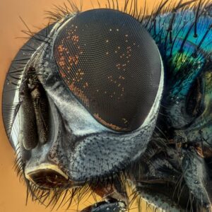 Kirsebærlaurbær og insekter - Hvordan du kan tiltrække gavnlige insekter med denne plante