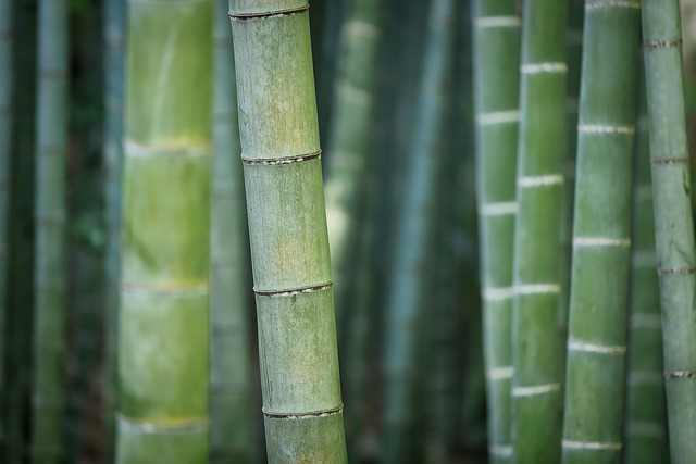 Bambussengetøj - en miljøvenlig og bæredygtig løsning