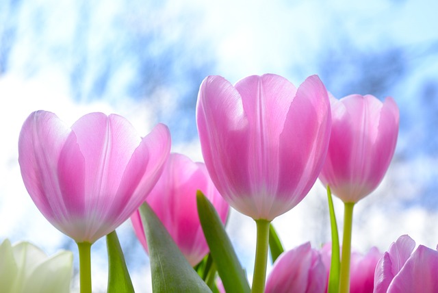 Overraskende sundhedsmæssige fordele ved at dyrke og nyde tulipanløg