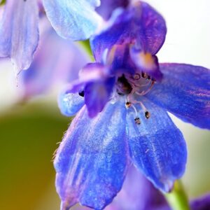 Riddersporens farverige hemmeligheder: En dybdegående guide til plantens forskellige farver og variationer