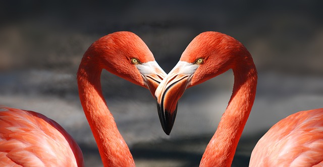 Skønhedens hemmelighed afsløret: Hvordan flamingoskærer skaber kunstværker