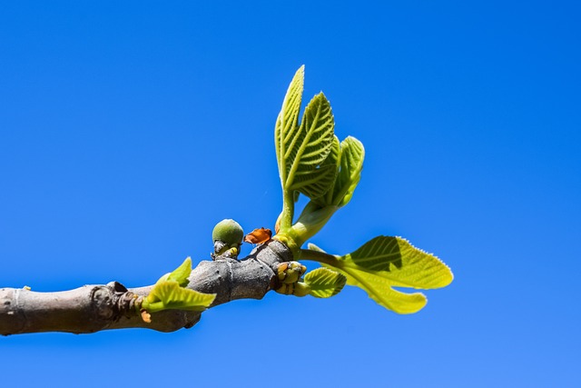 Figentræets sundhedsmæssige fordele - hvad kan det gøre for dig?