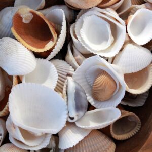 Perlearmbåndets historie: Fra klassisk elegance til moderne must-have